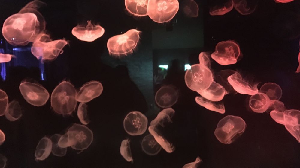 すみだ水族館