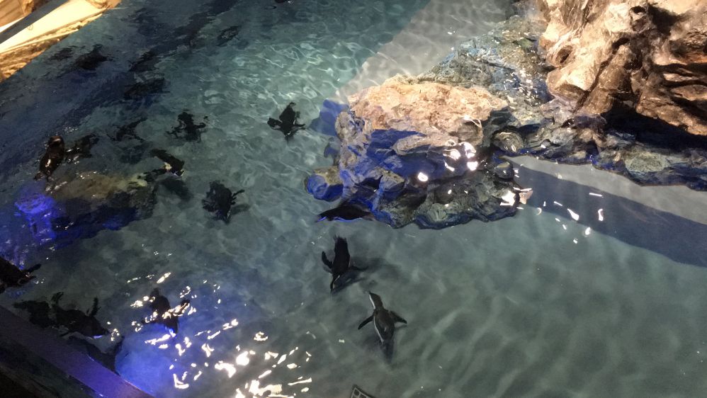 すみだ水族館