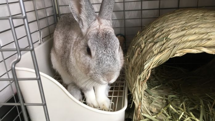 怒ってるうさぎのカワイイしぐさ うさぎのぷーすけが爪切りにお怒りです 嗚呼 学習の日々