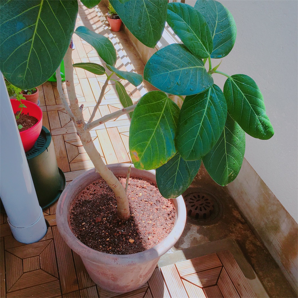 f:id:aamix:20180515111604j:image