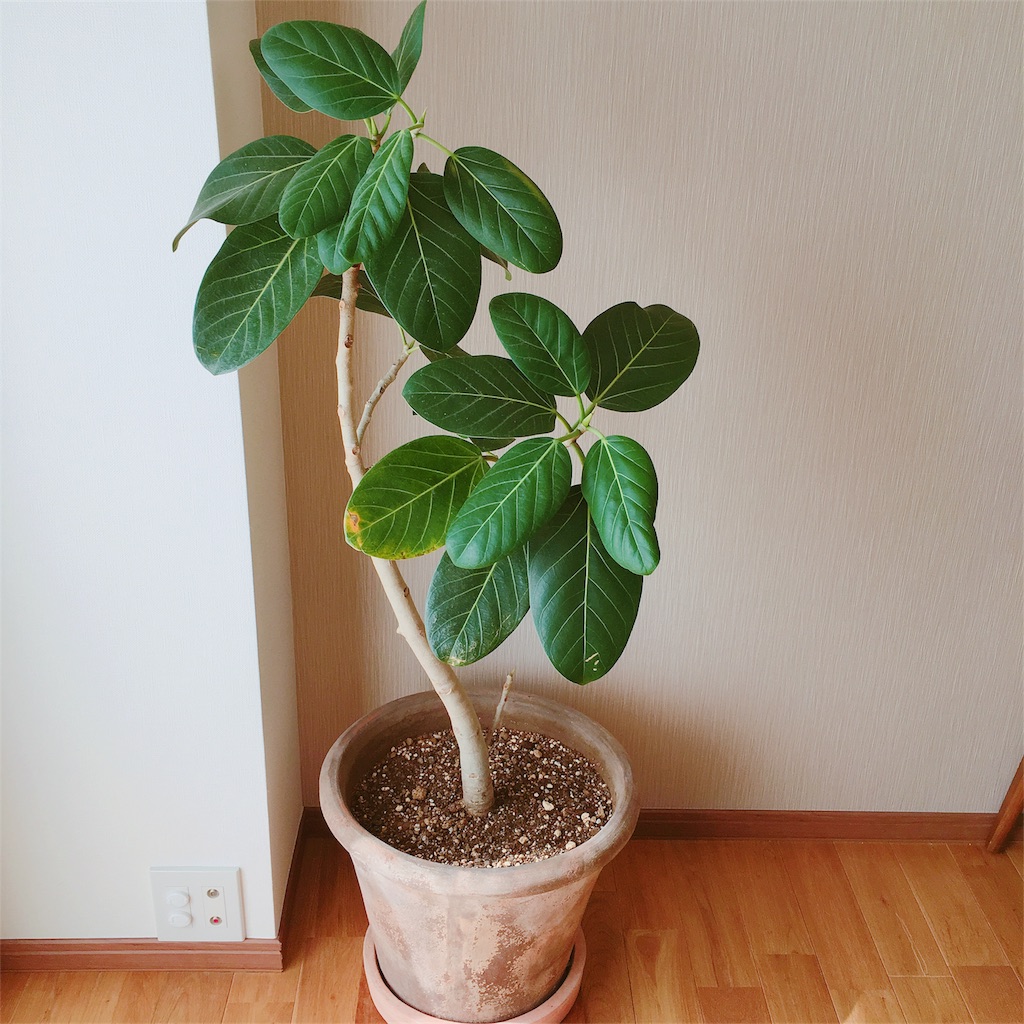 f:id:aamix:20180515145945j:image