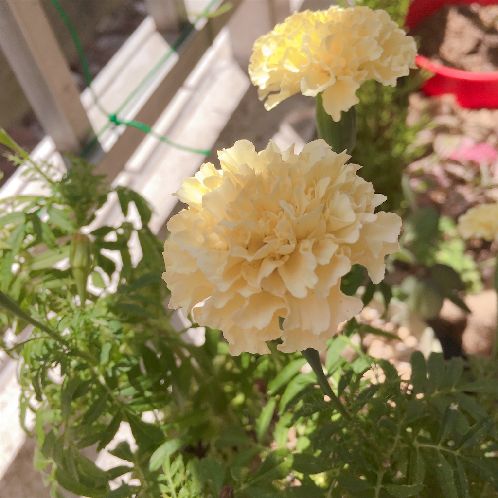 f:id:aamix:20180720124434j:image