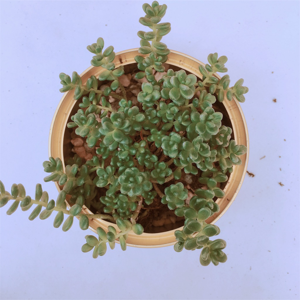 f:id:aamix:20180722140230j:image