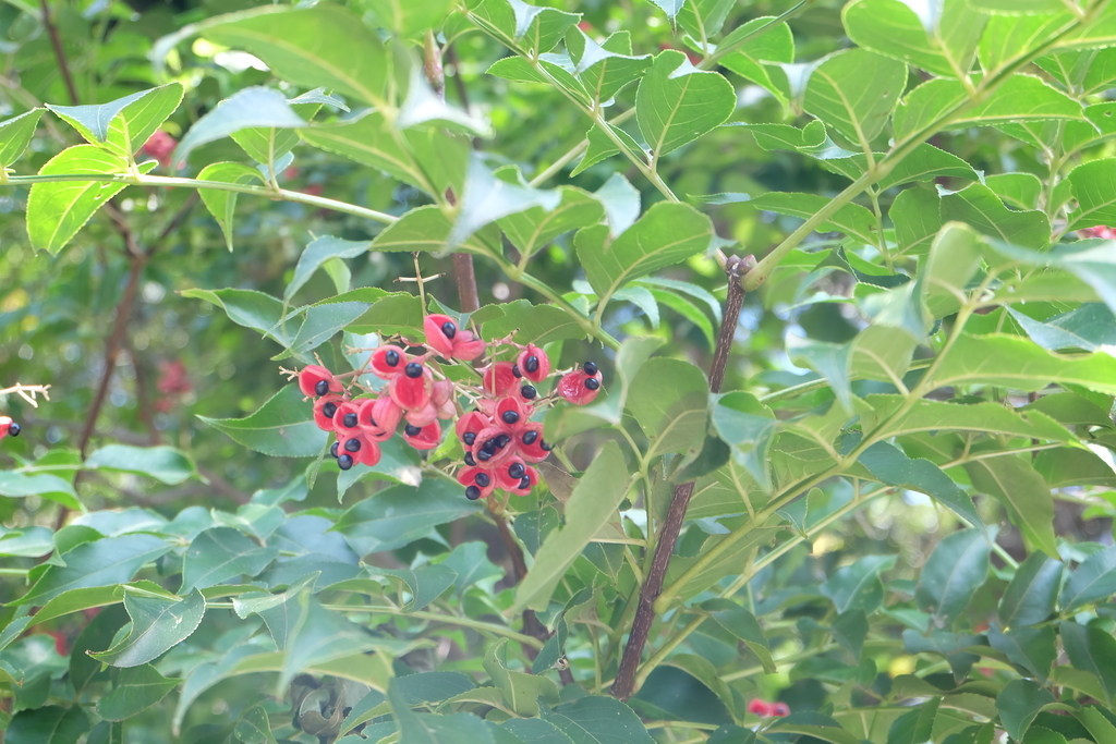 f:id:ab7ab7:20181010110817j:plain