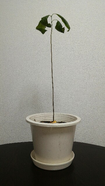 f:id:ababaikojiro:20170224230057j:plain