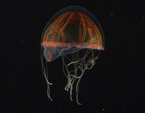 f:id:abalone:20100620051250j:image f:id:abalone:20100620051250j:image