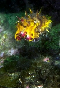 f:id:abalone:20100720045205j:image