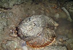 f:id:abalone:20100811064309j:image