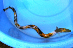 f:id:abalone:20100908181706j:image