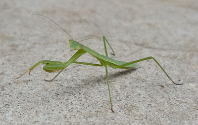 カマキリに見られていた