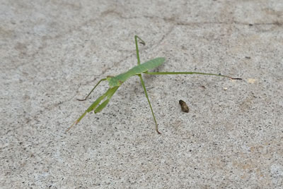 カマキリの視線