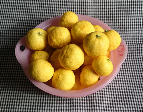 収穫したゆずの実