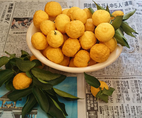 収穫したゆず
