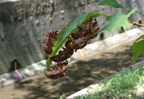f鈴生り
