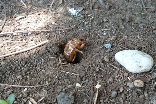 セミの羽化