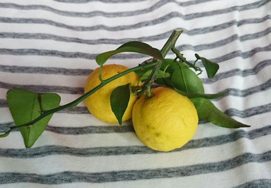 桃栗3年 柿8年 柚 ゆず の大バカ18年 17年 冬 犬も歩けば猫も歩く 桃栗3年 柿8年 柚 ゆず の大バカ18年 17年 冬 犬も歩けば猫も歩く