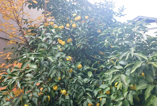 柚子の木