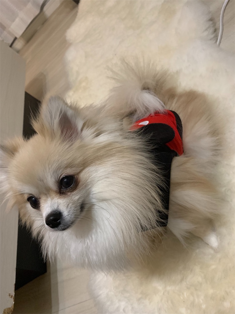 f:id:abc0410abc:20181228130142j:image f:id:abc0410abc:20181228130142j:image