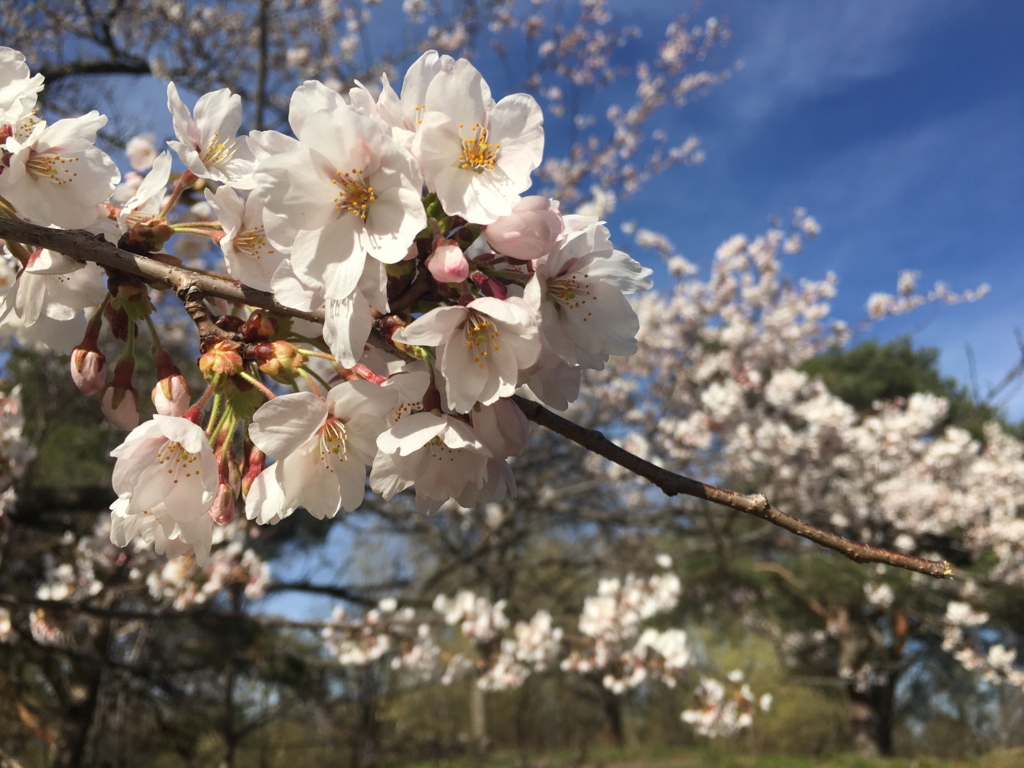 f:id:abc123kk:20170509070030j:plain