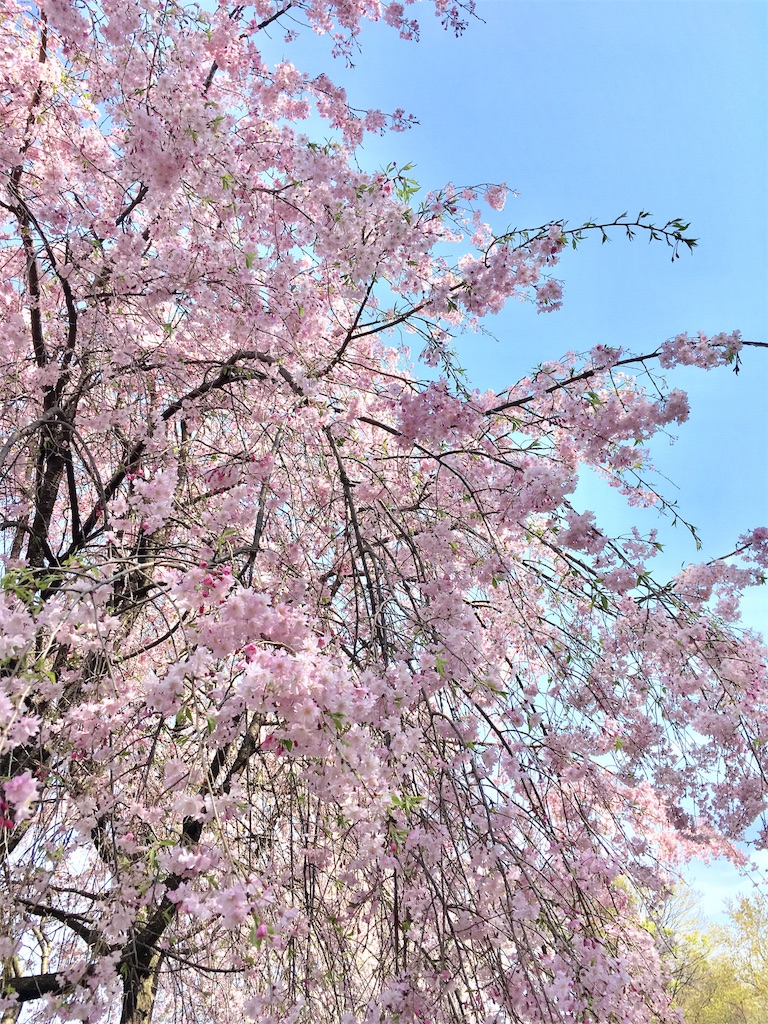 f:id:abcdebf:20170415112711j:image f:id:abcdebf:20170415112711j:image