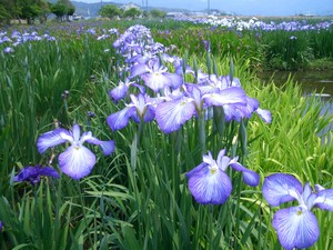 f:id:abcdefghik:20060603130645j:image