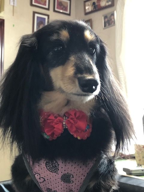 f:id:abcdogs:20190901160311j:plain