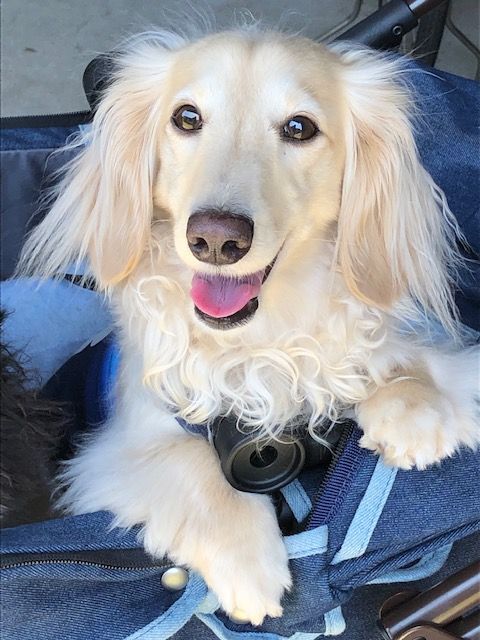f:id:abcdogs:20190901160350j:plain