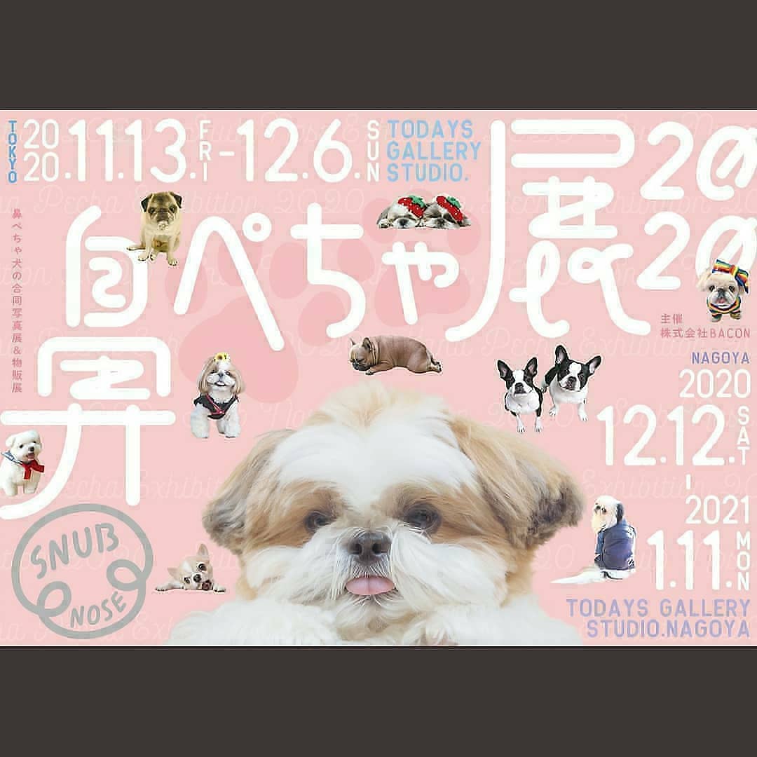 f:id:abcdogs:20210109114217j:plain