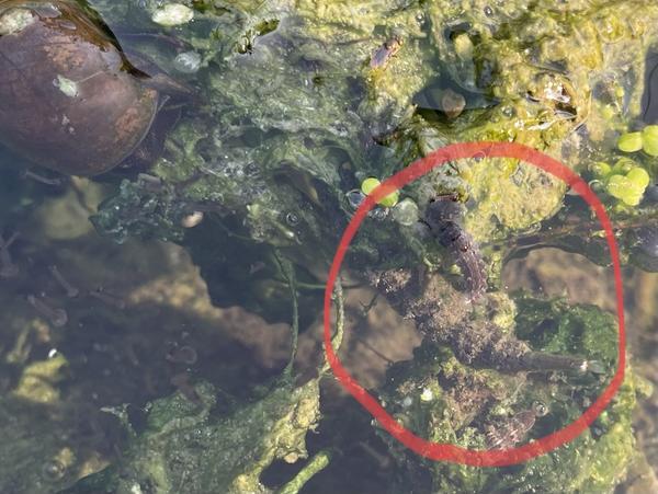 f:id:abdominalpore:20210908173130j:plain