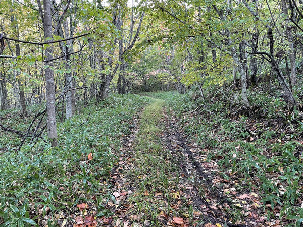 f:id:abdominalpore:20211008122633j:plain