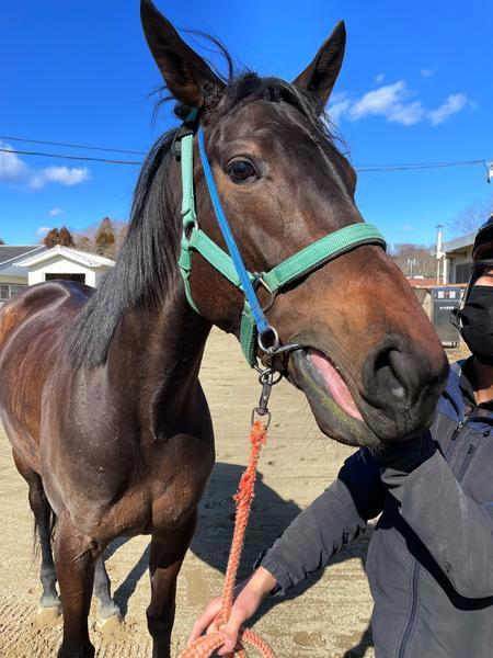 f:id:abdominalpore:20220217171720j:plain