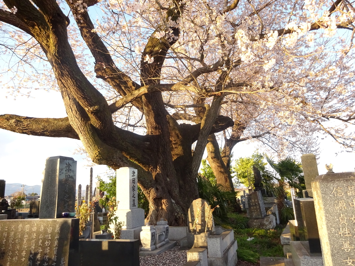 f:id:abe-yumiko:20190418161508j:plain