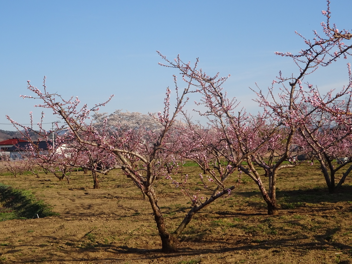 f:id:abe-yumiko:20190418163426j:plain