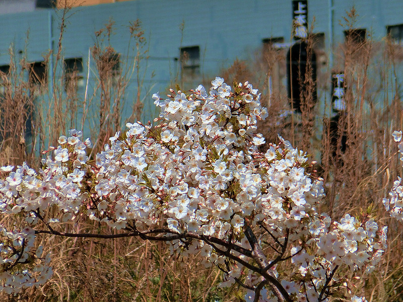 TOMIX 98999 JR103系1000番代 三鷹電車区黄色帯セット 限定品 その3