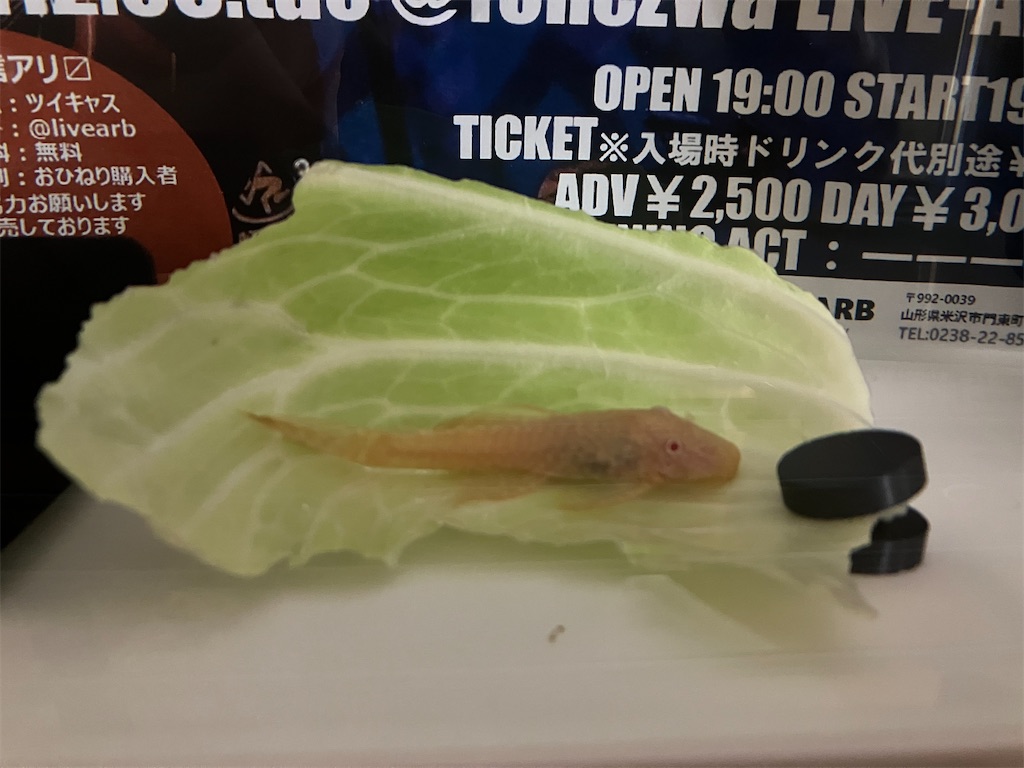 f:id:abekeso:20221116172927j:image