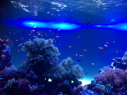 f:id:abemarico:20181002142439p:plain f:id:abemarico:20181002142439p:plain