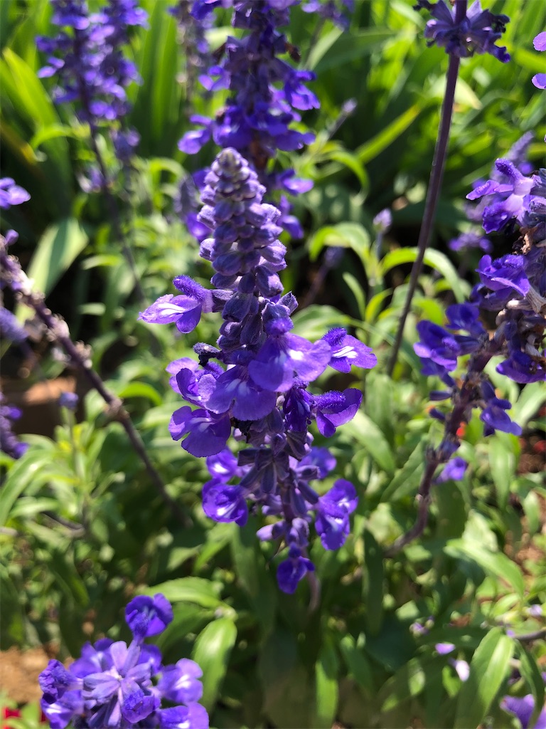 嫌いなことはやらない生き方 アベリー Aberry がんばらない 日記