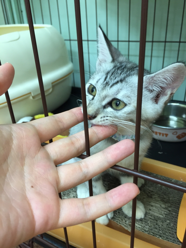 f:id:abesanlife:20160901230721j:plain
