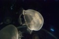f:id:abeyoshi1969:20110721120724j:image:medium