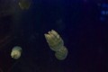 f:id:abeyoshi1969:20110721120812j:image:medium