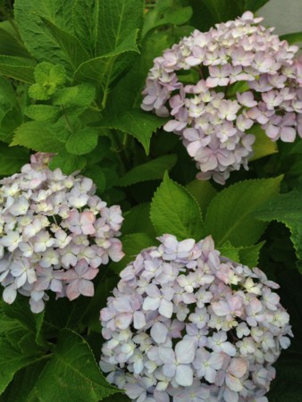 f:id:abeyoshi1969:20150619183528j:image:w360 f:id:abeyoshi1969:20150619183528j:image:w360