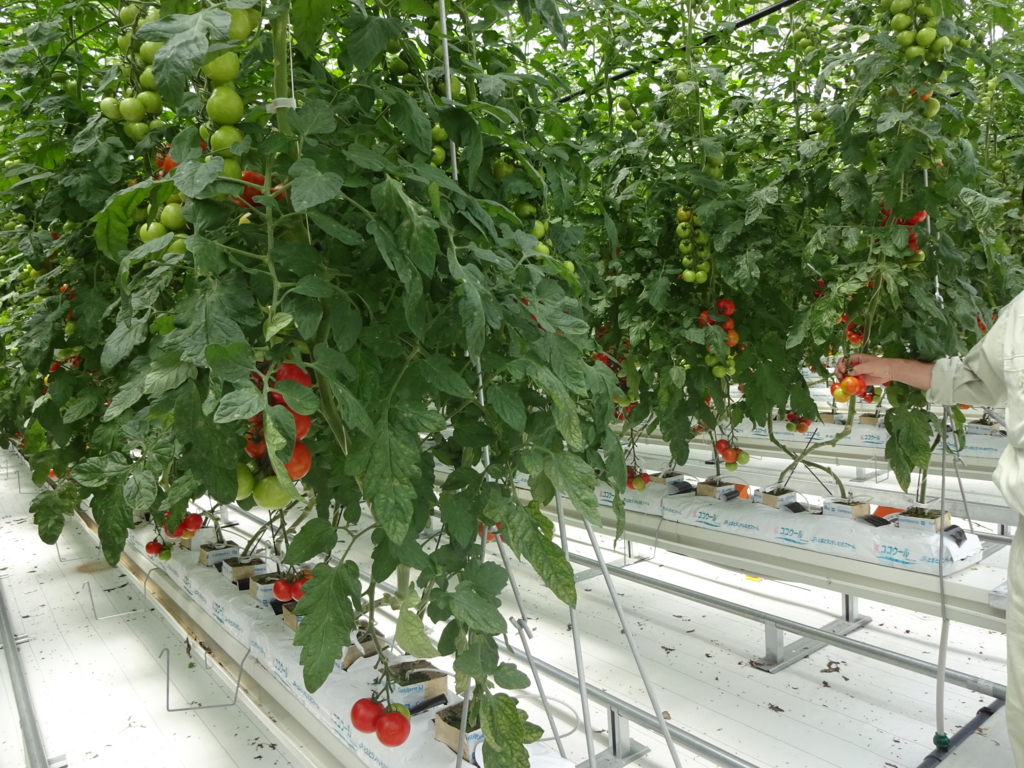 f:id:abeyumiko:20160704201722j:plain