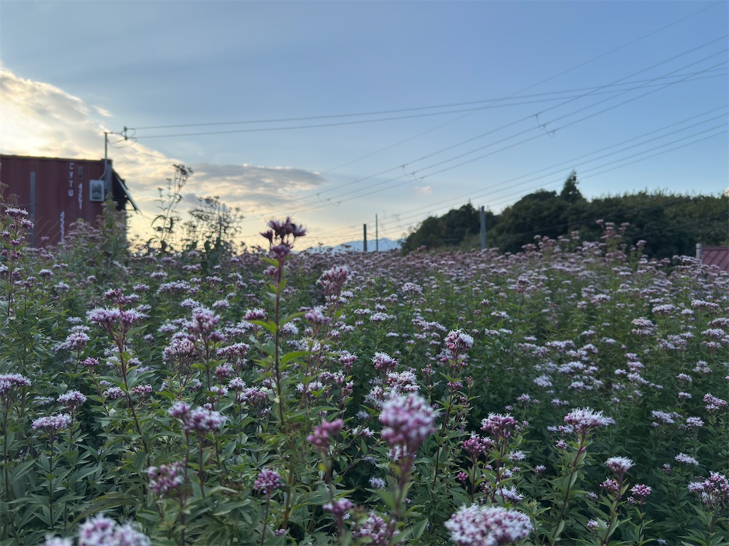 f:id:abiabiko:20251110203350j:image f:id:abiabiko:20251110203350j:image