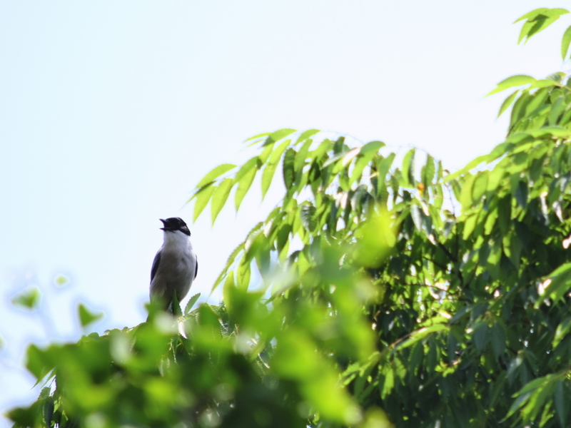 f:id:abigreen:20170531152159j:plain f:id:abigreen:20170531152159j:plain