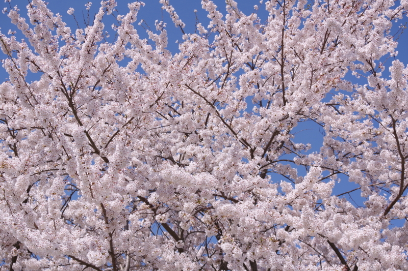 f:id:abigreen:20180416225920j:plain f:id:abigreen:20180416225920j:plain