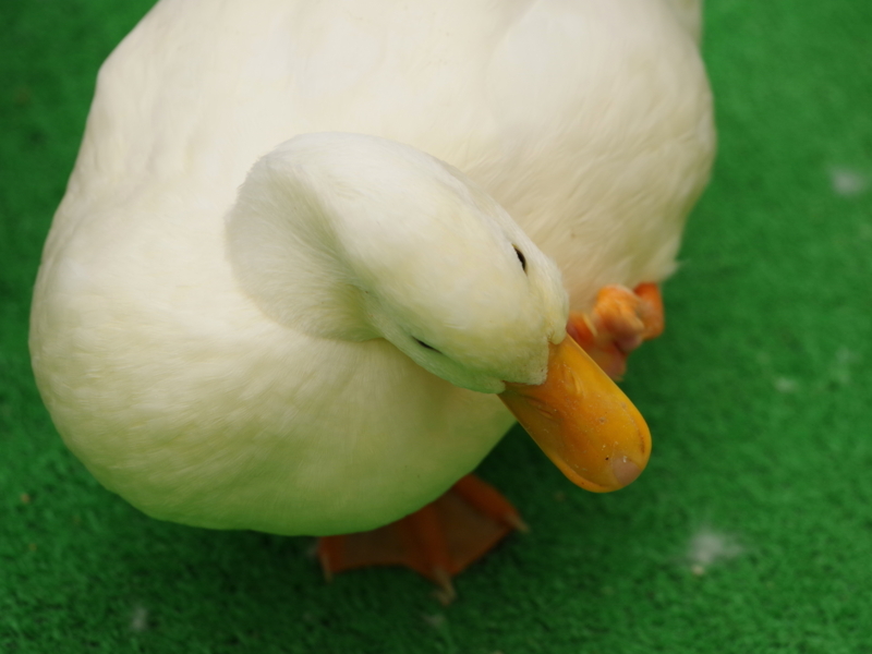 f:id:abigreen:20180428114443j:plain f:id:abigreen:20180428114443j:plain