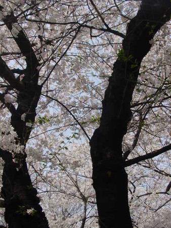 f:id:abogard:20070403232346j:image