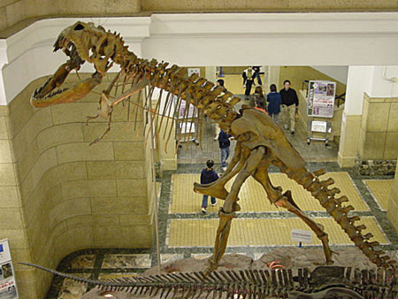 大恐竜展 ゴビ砂漠の驚異 タルボサウルス 特別展「大恐竜展」ゴビ砂漠の驚異- 国立科学博物館