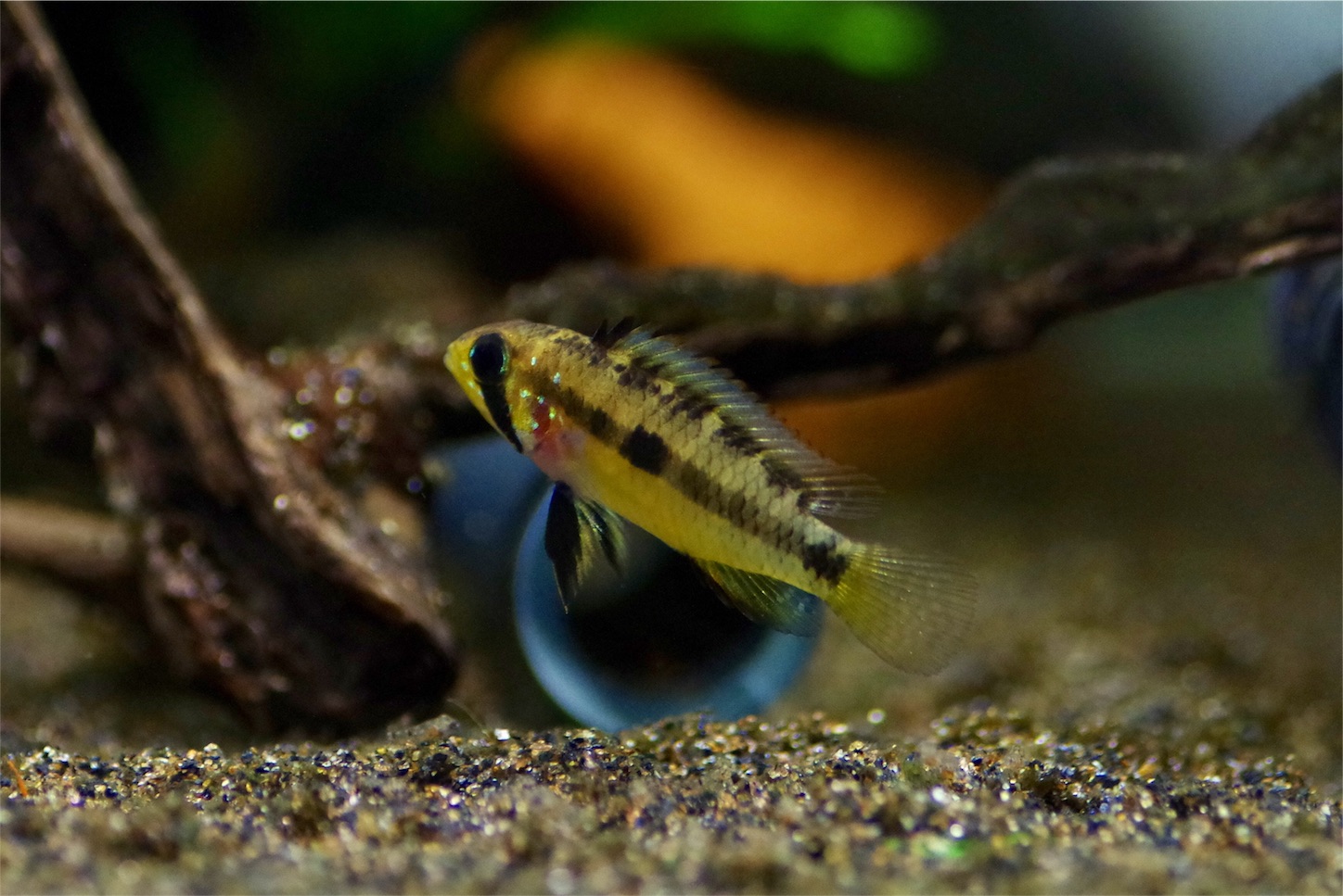 さて 浮上しましたがどうでしょう ブライトビンデン 魅惑のお魚様
