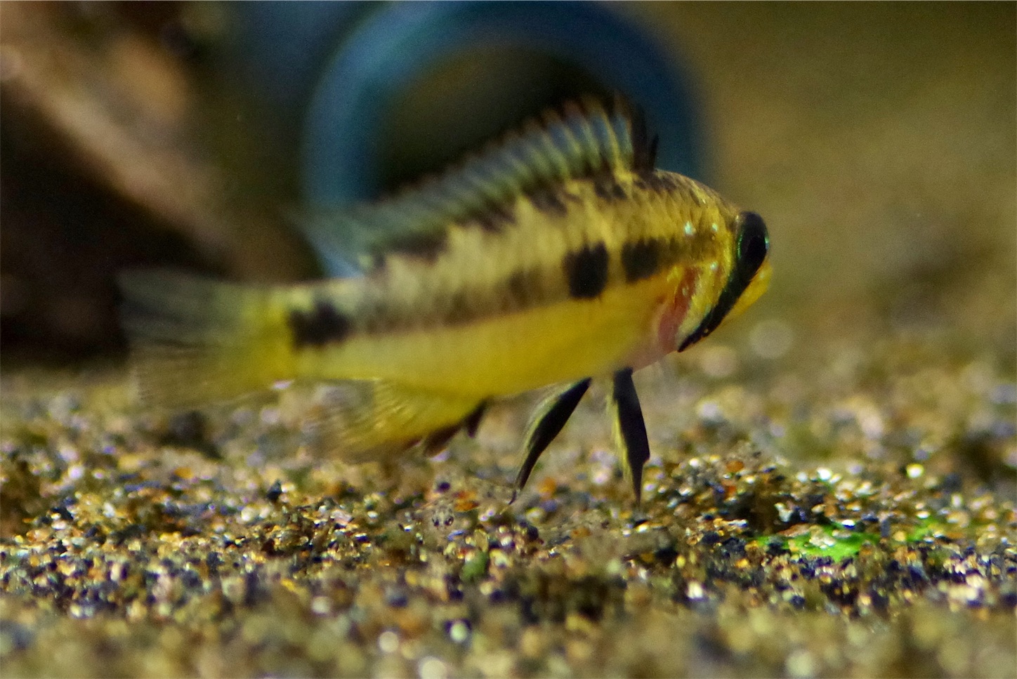 さて 浮上しましたがどうでしょう ブライトビンデン 魅惑のお魚様
